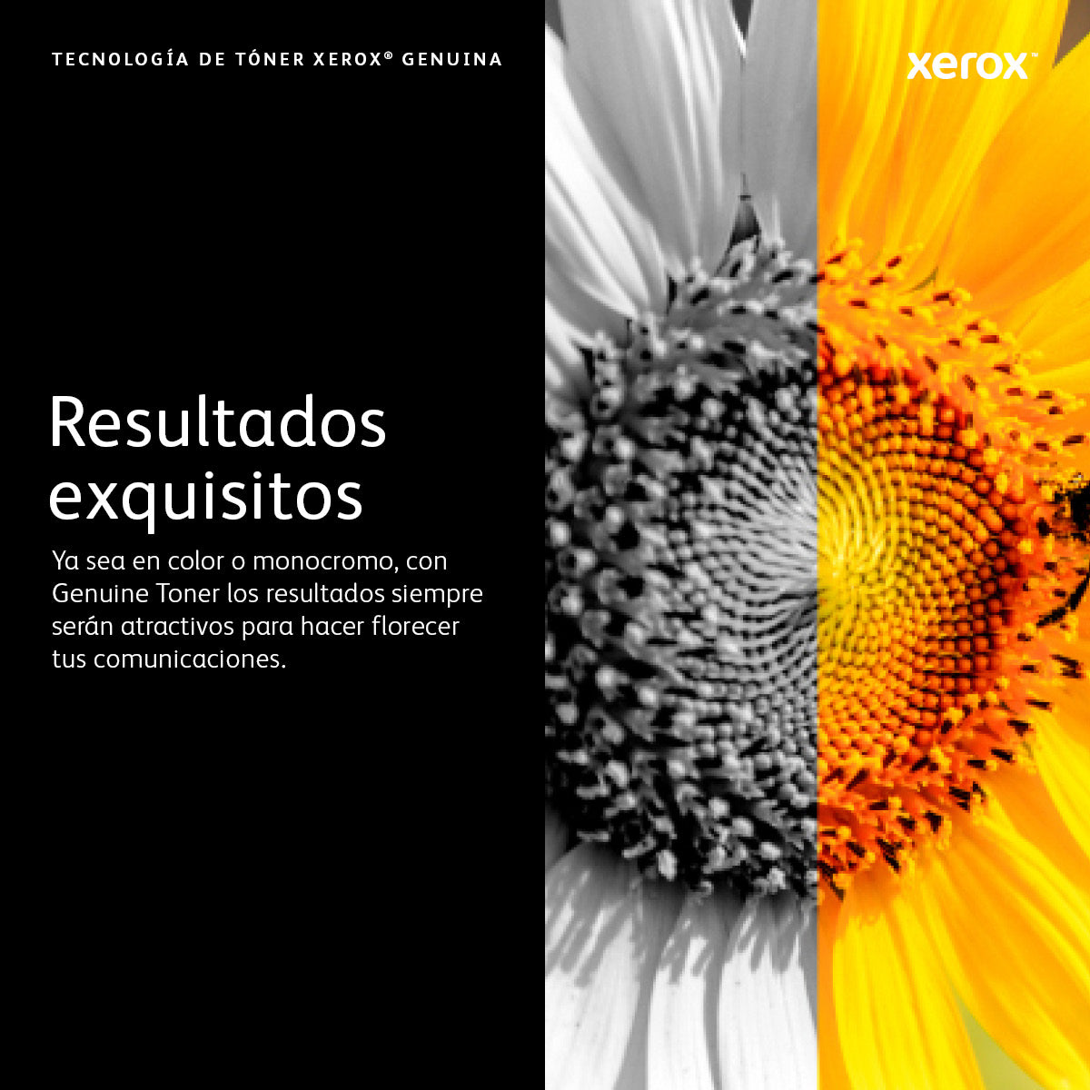 Xerox 13R591 Cartucho de Tinta WorkCentre 5325, 5330, 5335 1 pieza(s) Original Negro