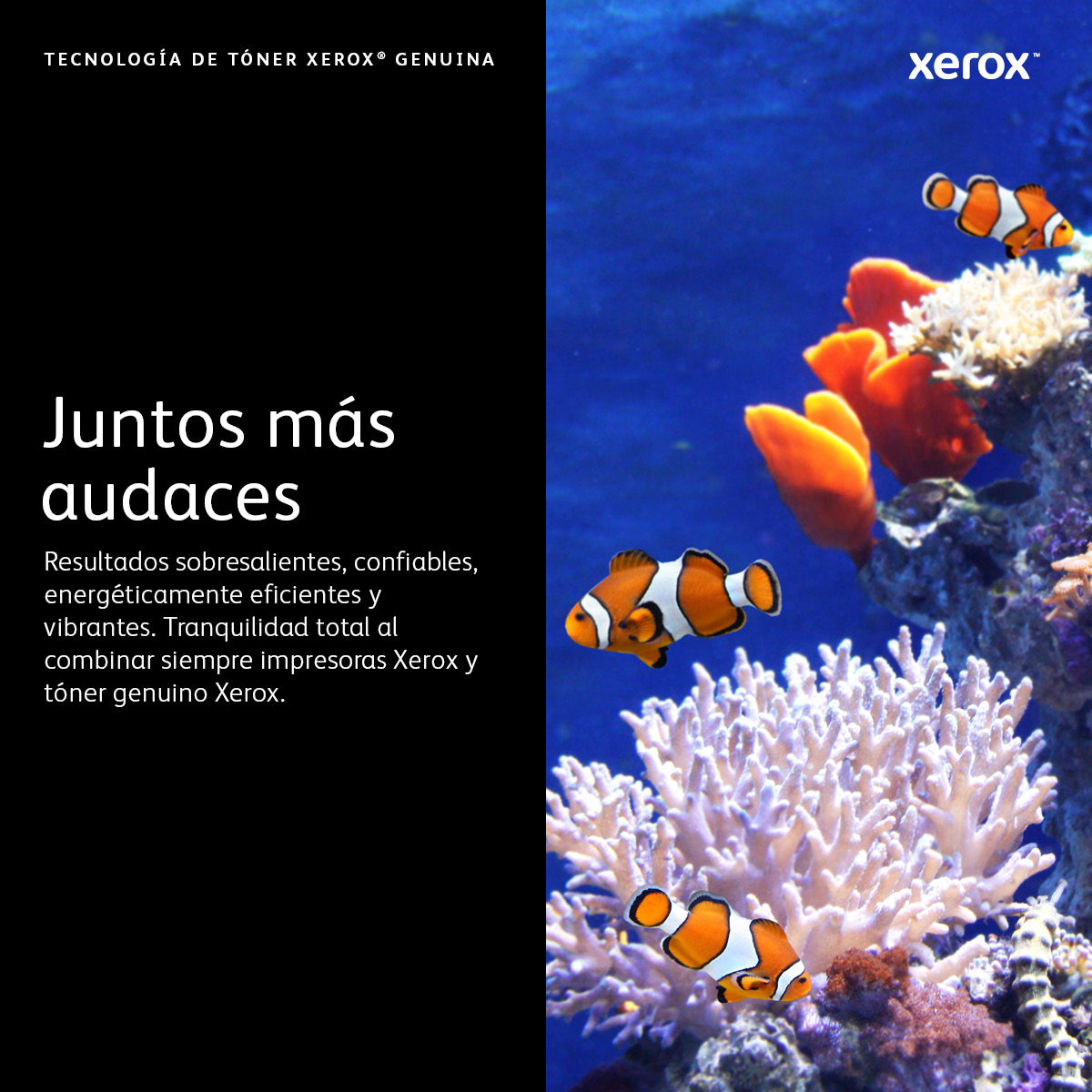 Xerox 13R591 Cartucho de Tinta WorkCentre 5325, 5330, 5335 1 pieza(s) Original Negro