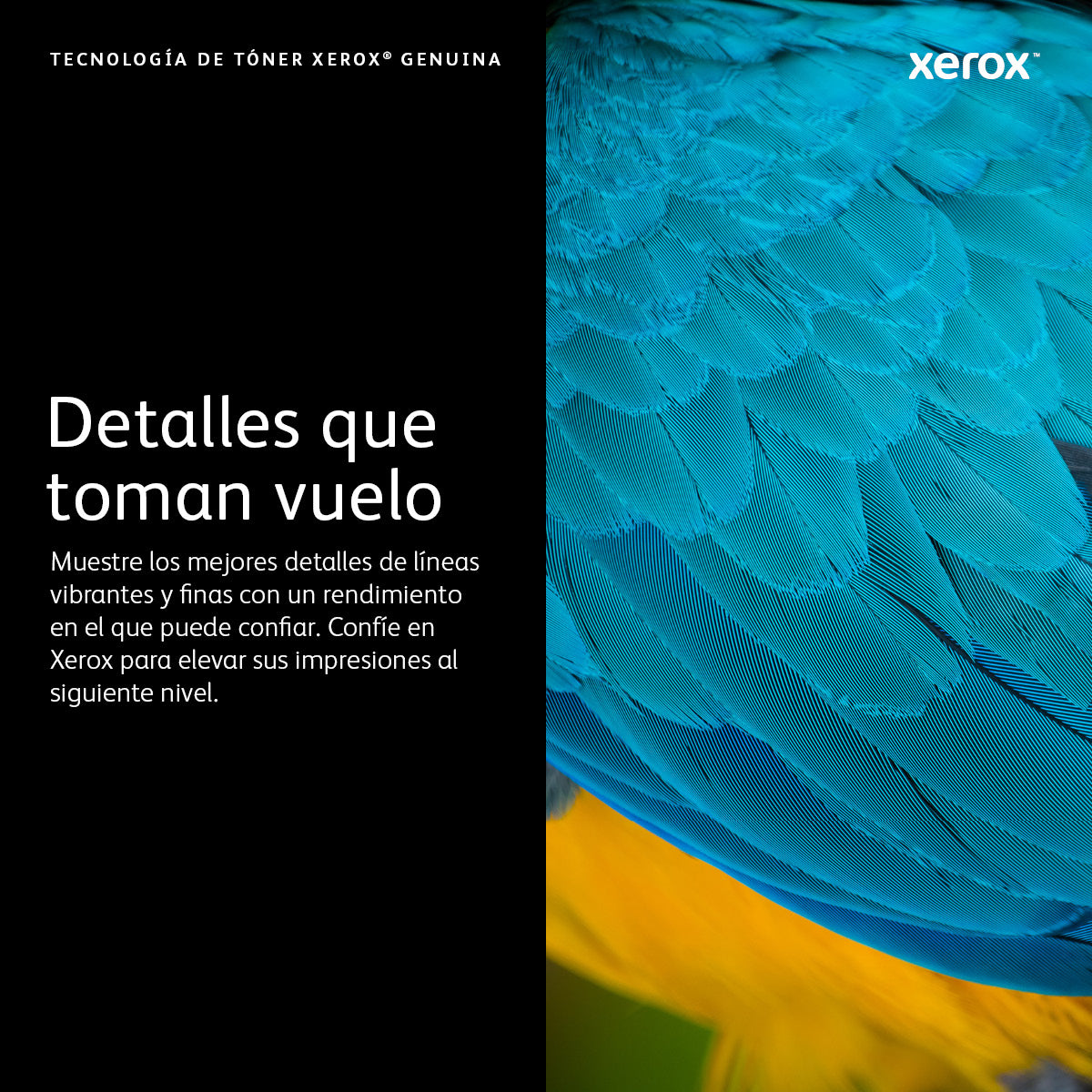 Xerox 13R591 Cartucho de Tinta WorkCentre 5325, 5330, 5335 1 pieza(s) Original Negro